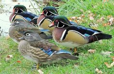 four ducks are standing on the grass near water