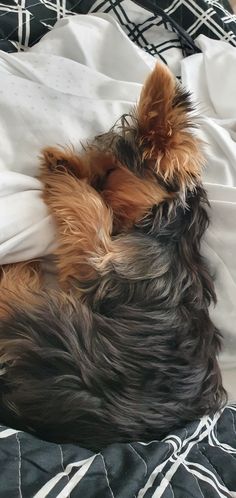 a small dog laying on top of a bed covered in white and black sheets with his head resting on the pillow