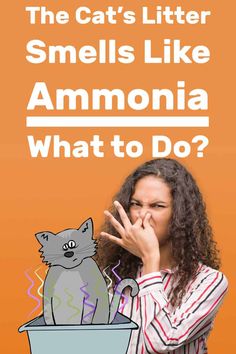 the cat's litter smell smells like ammonia what to do? poster