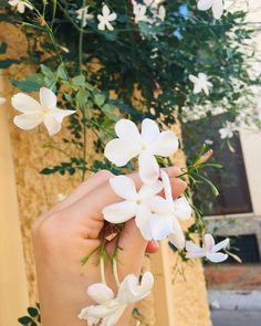 a hand is holding white flowers in front of a yellow building with green leaves on it