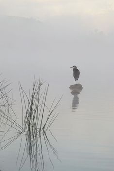 a bird sitting on top of a rock in the middle of a body of water