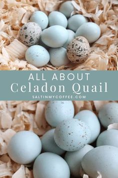 blue and white speckled eggs with text overlay that says all about celadon quail