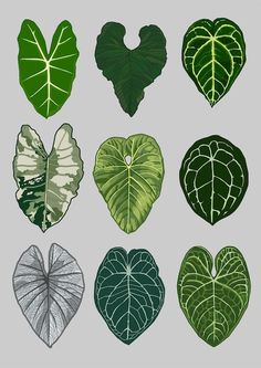 four different types of heart shaped leaves