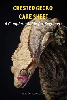 crested gecko care sheet with text overlay that reads, crested gecko care sheet a complete guide for beginners