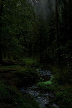 a stream running through a forest filled with lush green grass and tall trees at night