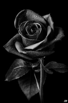 a black and white photo of a rose with water droplets on it's petals