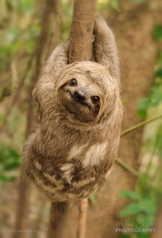 a brown and white sloth hanging from a tree branch in the forest with its eyes wide open