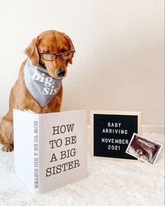 a dog sitting on top of a book next to a baby bib and other items