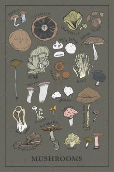 mushrooms are shown on a gray background with black and white writing in the bottom corner