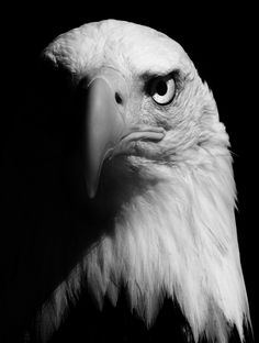 an eagle is shown in black and white with the head turned to the side, looking straight ahead