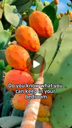 an orange fruit hanging from a tree with the words do you know what you can keep in your bedroom?