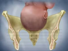 an image of the back of a baby's head and neck with labels on it