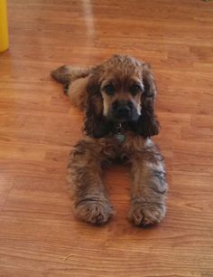 a brown dog laying on top of a hard wood floor