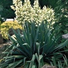 some white flowers are growing in the garden