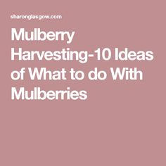 the words mulberry harvesting 10 ideas of what to do with mulbberries