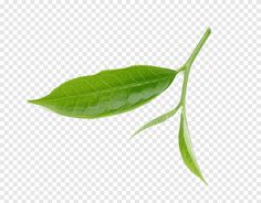 two green leaves on a white background with water droplets in the foreground, and an empty