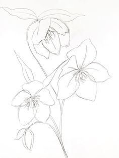 a pencil drawing of three flowers on a white background