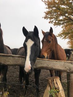 three horses standing next to each other behind a fence