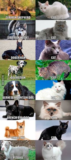 many different types of cats and dogs are shown in this image with the caption below