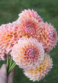 a person holding pink flowers in their hand