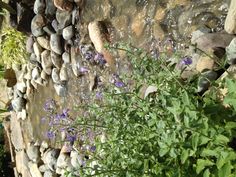 purple flowers are growing in the water next to some rocks and plants with green leaves