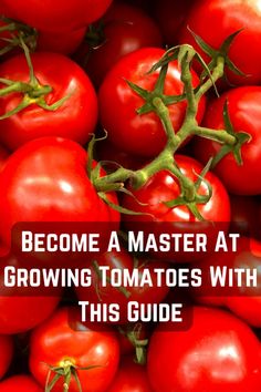 red tomatoes with the words become a master at growing tomatoes with this guide on top