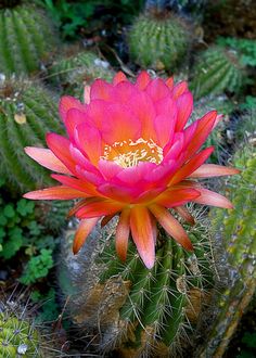 a large pink flower sitting on top of a green cactus