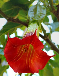 a red flower hanging from a tree branch