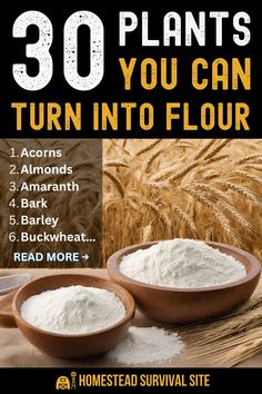 30 Plants You Can Turn Into Flour Grinding Flour At Home, Growing Grains At Home, How To Make Heat Treated Flour, Heat Treated Flour, How To Grind Your Own Wheat, Grow Wheat For Flour, Survival Food List, How To Make Flour, Survival Food Storage