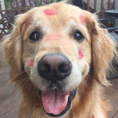 a close up of a dog's face with pink dots on it and his tongue sticking out