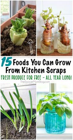 some plants are growing in glass vases with the words, 15 foods you can grow from kitchen scraps fresh produce for free - all year long