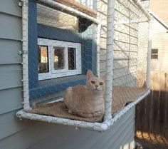 an orange cat sitting in the window of a blue and white house with chicken wire around it