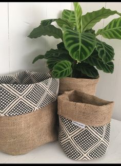 two potted plants sitting next to each other