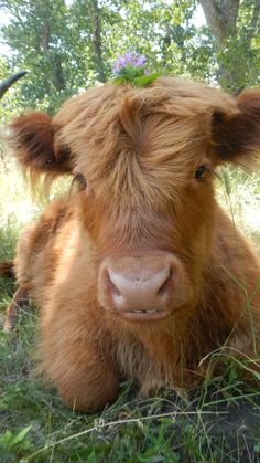 a brown cow laying on top of a lush green field covered in grass and flowers