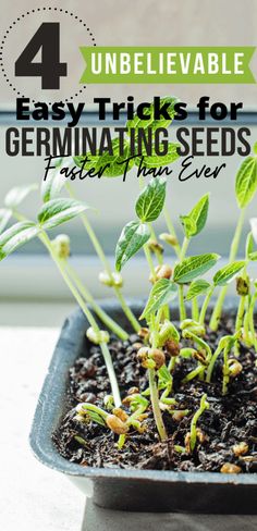 the four easy tricks for germining seeds from seed to plant ever, with text overlay that reads 4 unbelevableable easy tricks for germining seeds