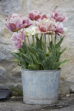 pink and white tulips in a metal pot on the ground next to a stone wall