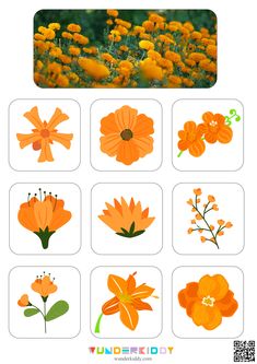 an image of flowers that are in the middle of each flower, including orange and yellow