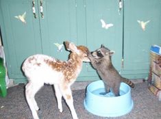 two baby deer standing next to each other in a blue bowl with butterflies on the wall behind them