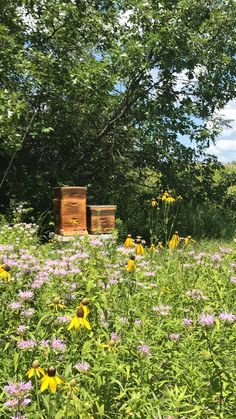 two bee boxes in the middle of a field of wildflowers