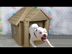 a white dog with it's mouth open standing in front of a cardboard house