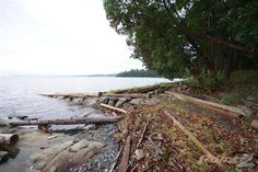 there are many logs on the beach by the water