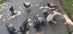 many pigeons are standing on the sidewalk and one is looking at something in the distance