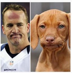 two different pictures of a man and a dog, one is wearing a football uniform