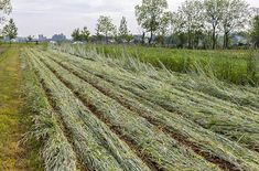 an open field with rows of grass and trees in the background on a cloudy day