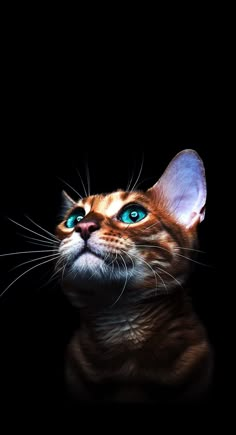 a cat with blue eyes looking up into the sky, in front of a black background