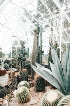 many cacti and succulents in a greenhouse with glass roofing