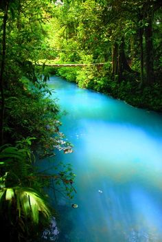 a blue river in the middle of a forest