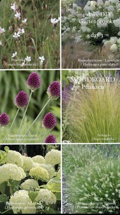 four different types of flowers and plants in the same photo, each with their own name