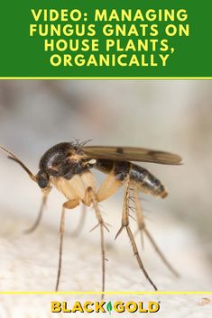 Do you have #fungus #gnat problems with your house plants? Here are some #organic #solutions! #house #plants #houseplants #pests #solutions Fungus Gnats, Plant Problems, Green Thumb, Flower Garden, Green