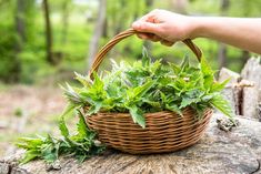 a person holding a wicker basket with green plants in it on top of a tree stump